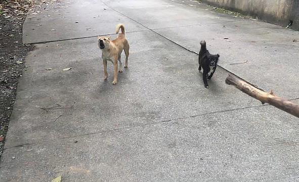 8岁男孩遭恶犬撕咬致死事件的深度剖析