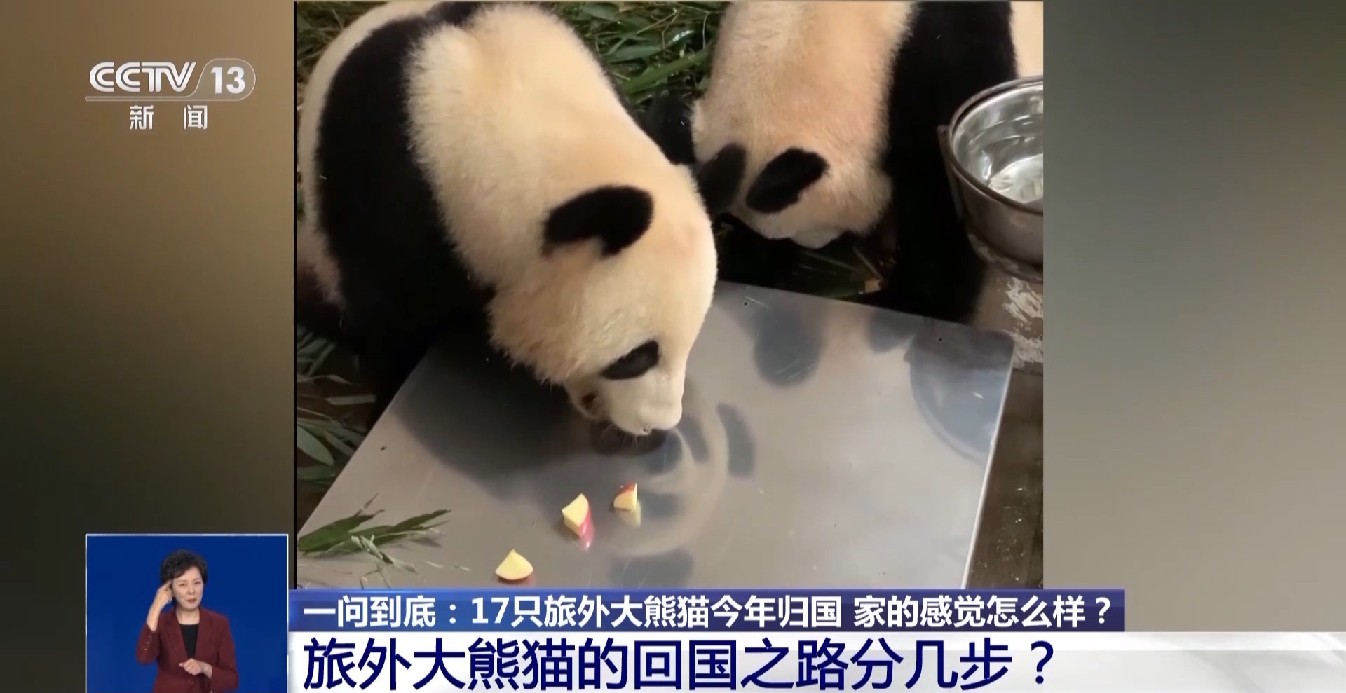 大熊猫回国，跨越海洋的温情与骄傲