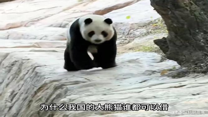 大熊猫出借，文化与自然的和谐交融