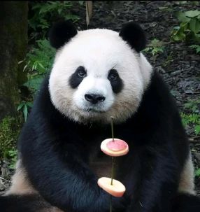 大熊猫出借，文化与自然的和谐交融