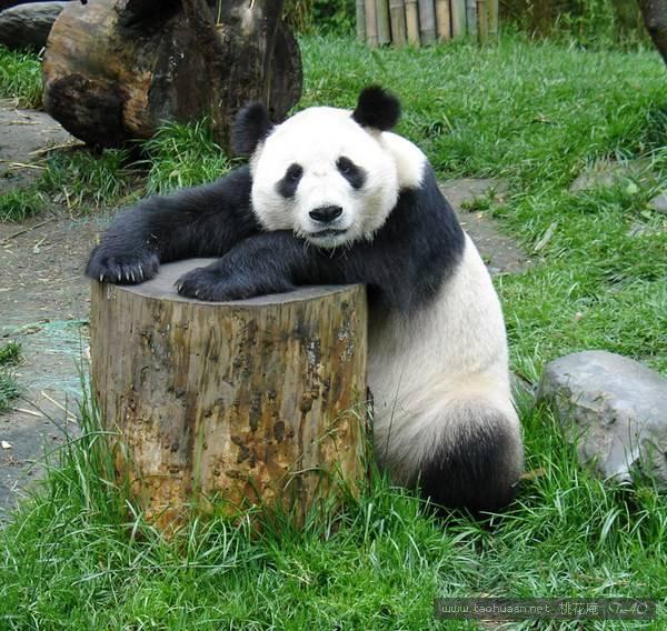 官方辟谣组织网民为大熊猫集资应援真相揭秘