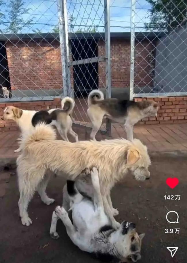 中国下司犬外网爆火，被称为中国狗王
