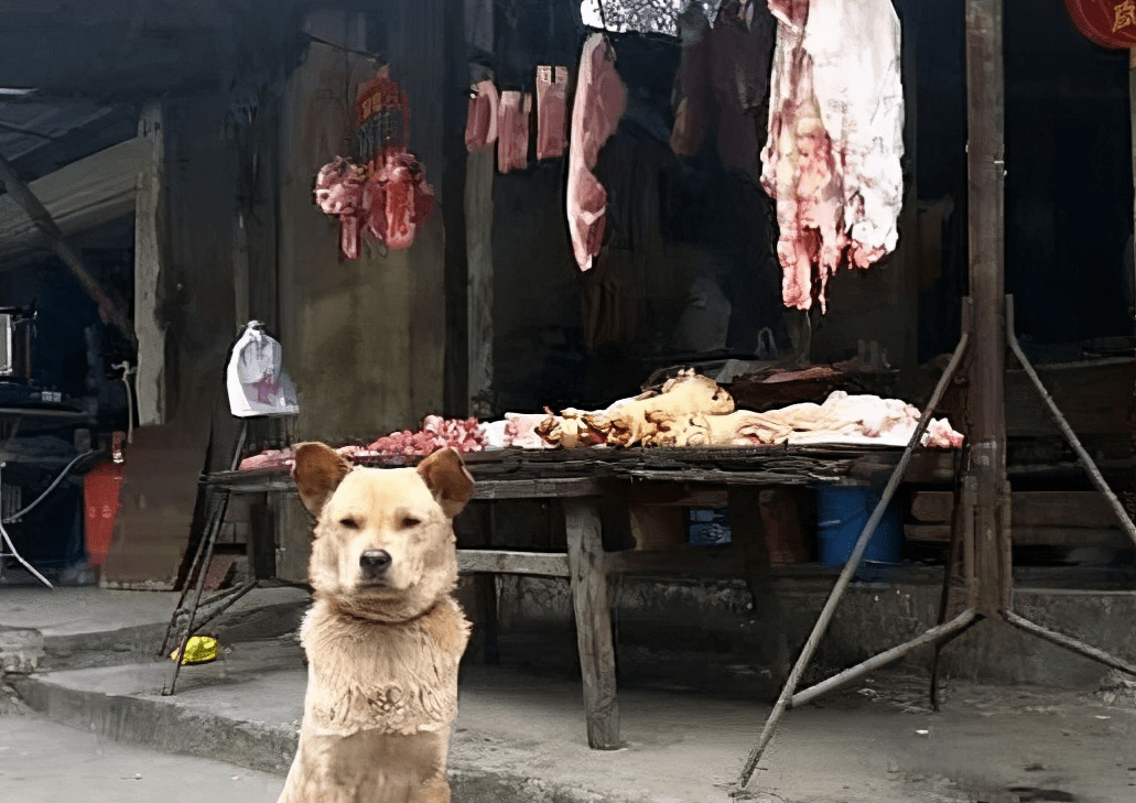 流浪狗为报恩帮烧烤店老板看店