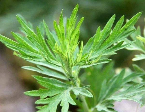 年轻人开始主动挂艾草，新风尚还是文化觉醒？