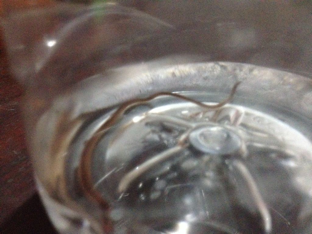 自来水中的虫子对人体有害吗？全面解读