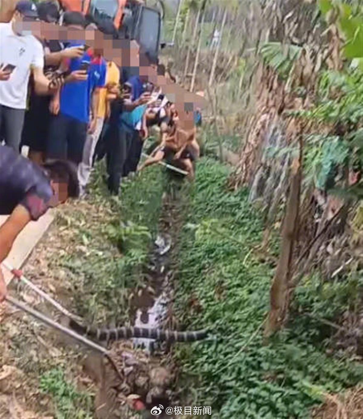 游客三亚遭遇蛇咬身亡事件，警示与反思