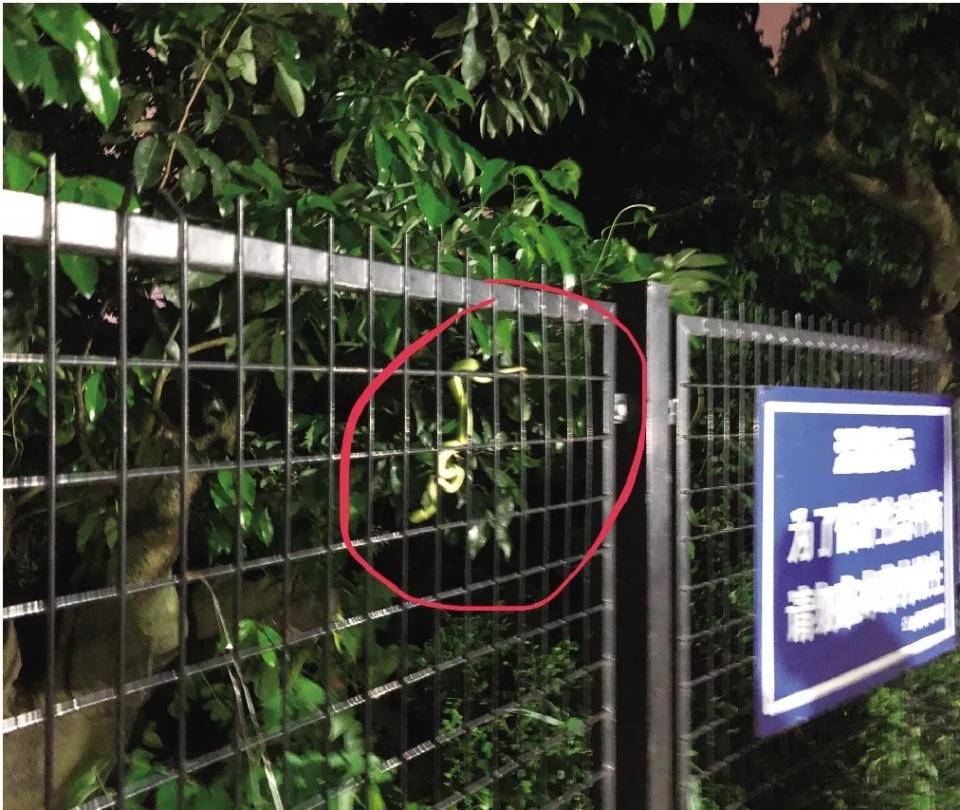 山上有放生毒蛇行为，村民遭遇咬伤事件
