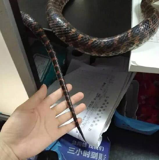 女子疑被蛇咬伤致死事件揭秘，伤口画面曝光