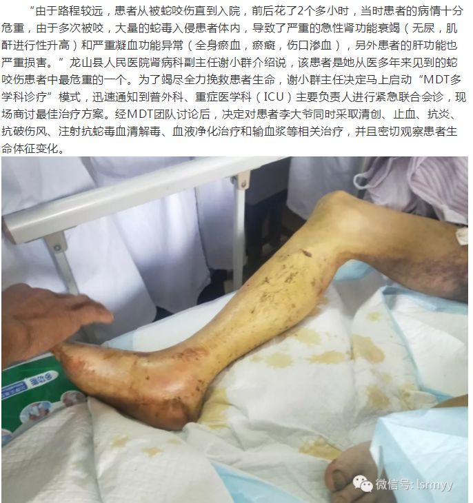 60岁男子遭遇五步蛇咬伤事件，紧急处理与康复之路
