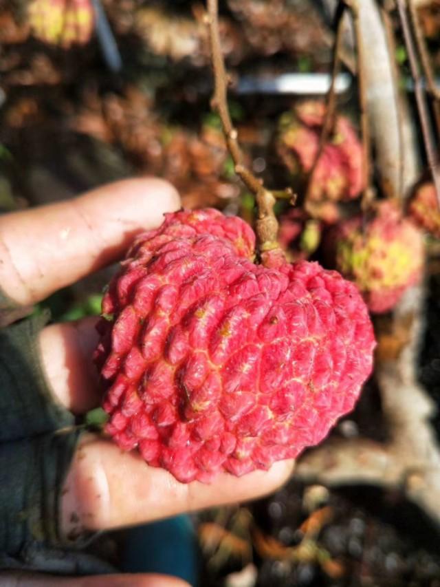 海口荔枝王价格解析，多少钱一斤？