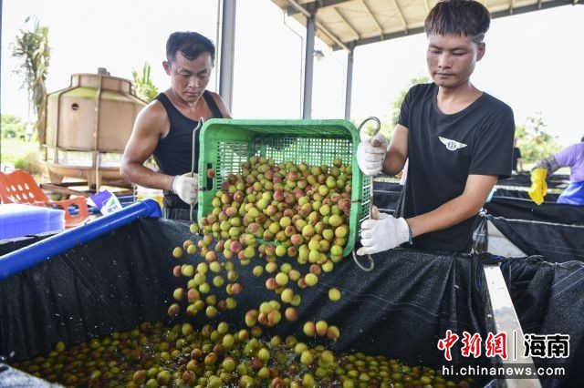 海口荔枝王采摘攻略，探秘荔枝王的原产地