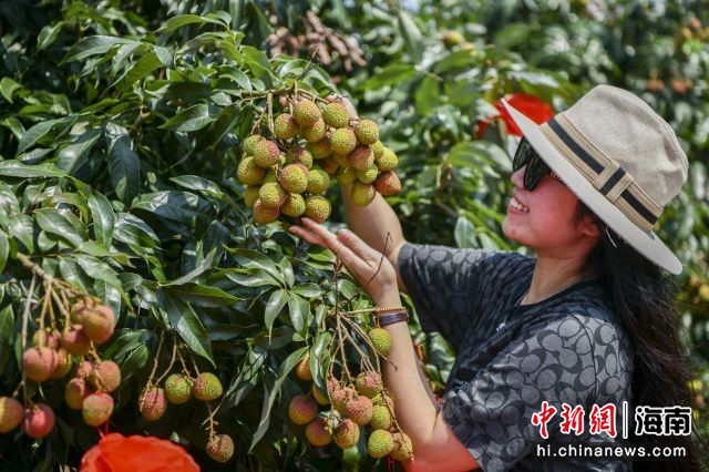 海口荔枝王采摘攻略，探秘荔枝王的原产地