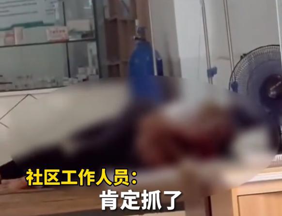 三亚被咬身亡女子死亡记录曝光，深度探究事件真相