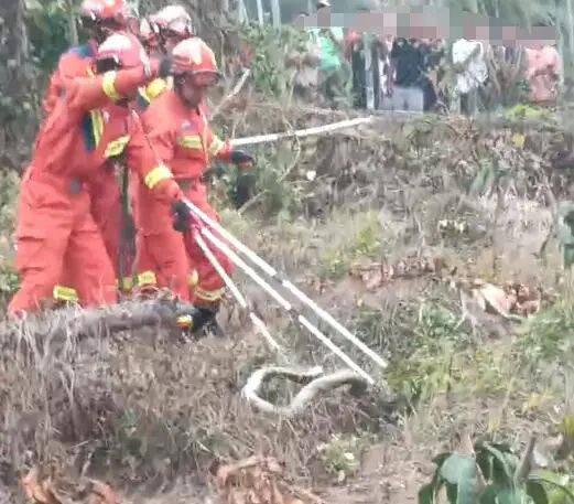 揭秘真相，武夷山并未发生女游客被蛇咬致死事件——假的