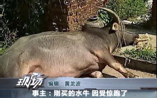 疯牛乱窜撞行人被毙事件，反思与启示
