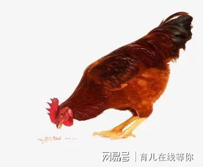 鸡吃米是什么意思，解读一种日常现象背后的文化象征与语言游戏