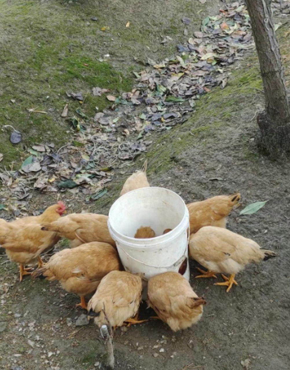 喂鸡吃米行不行？——一场关于鸡食性的深度探讨