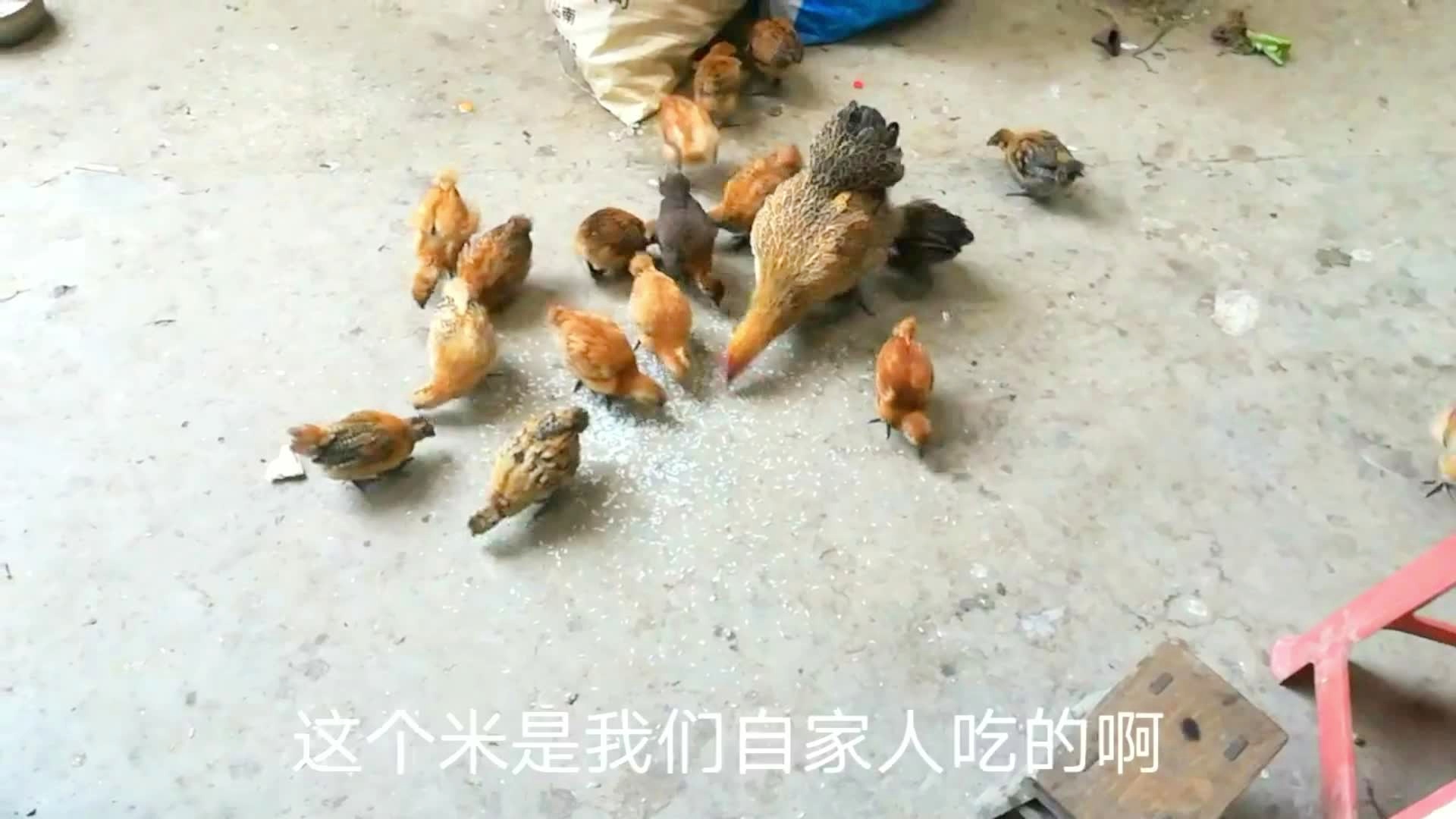 喂鸡吃米行不行？——一场关于鸡食性的深度探讨