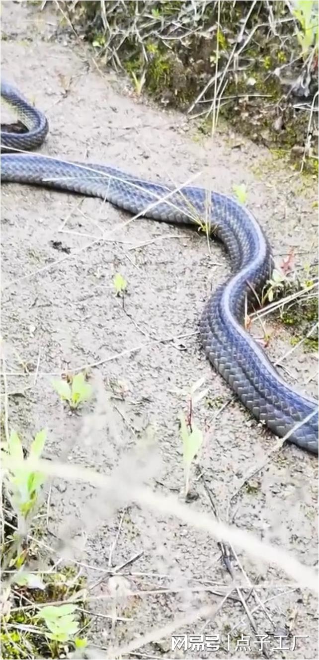 男子好奇抓短尾蝮蛇引发惊险遭遇，伤口发黑引发关注