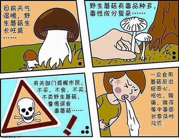 男童误食毒蘑菇离世，那句爸爸别担心我成永恒之痛