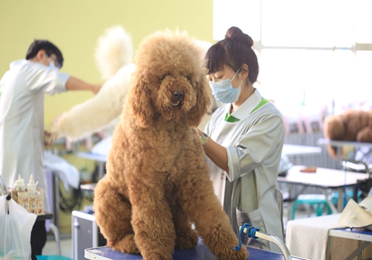 宠物类院校，培育人与动物和谐共生的未来之星