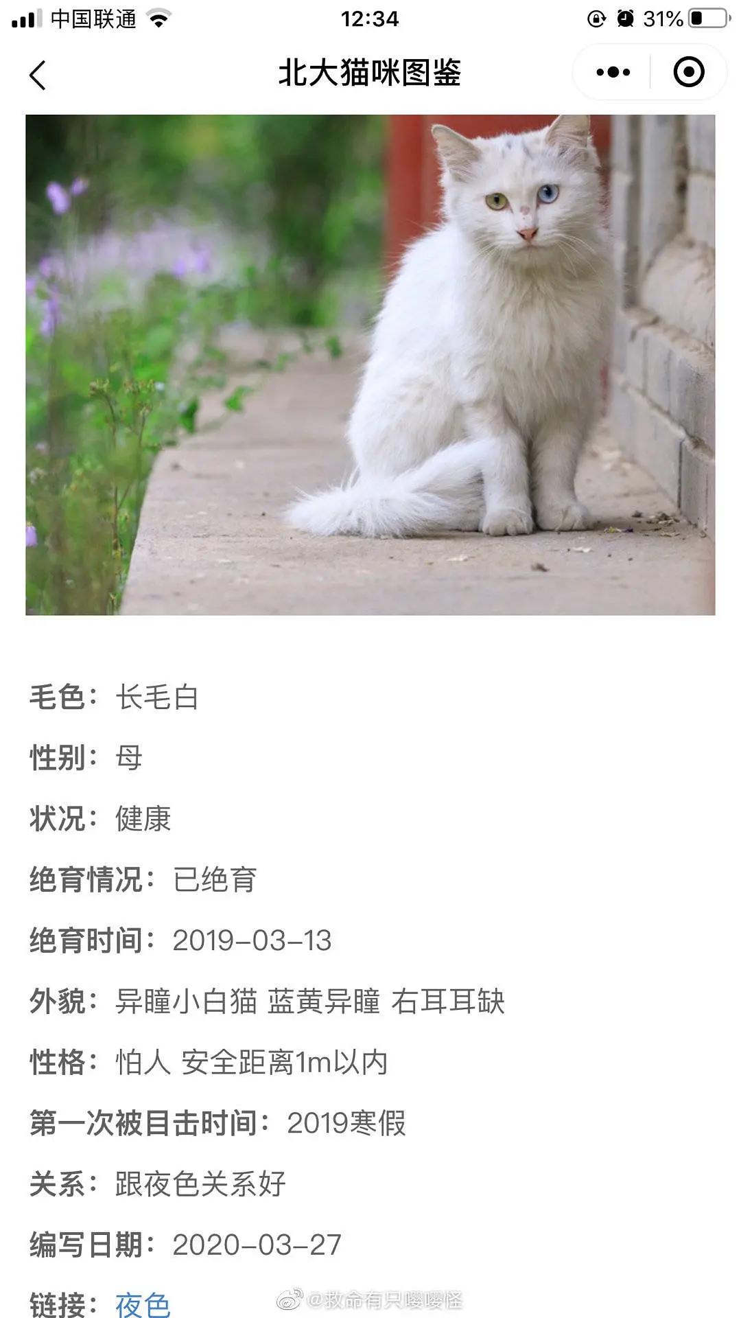 用北大猫协的方式给猫取名，一场独特的命名艺术之旅